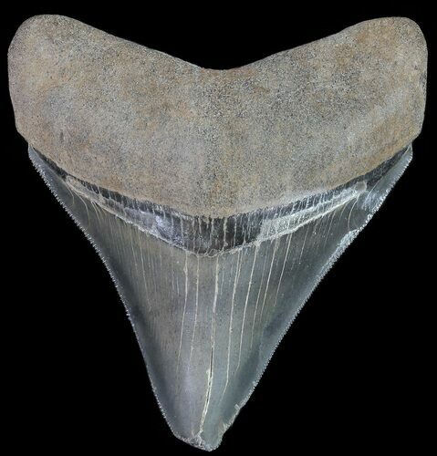 Fossil Megalodon Tooth - Georgia #68082
